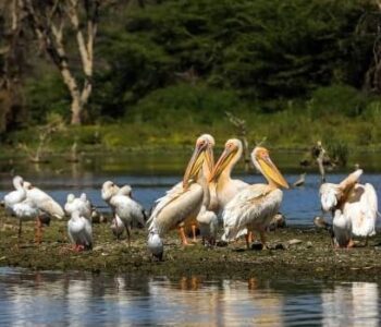 pelicans_3