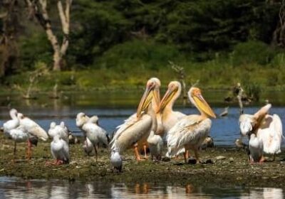 Top 10 Birds You Can Spot on Lake Naivasha