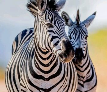 two zebras_2