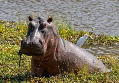 Everything You Need to Know About Hippos on Lake Naivasha