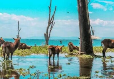 The Perfect One Day Itinerary in Naivasha