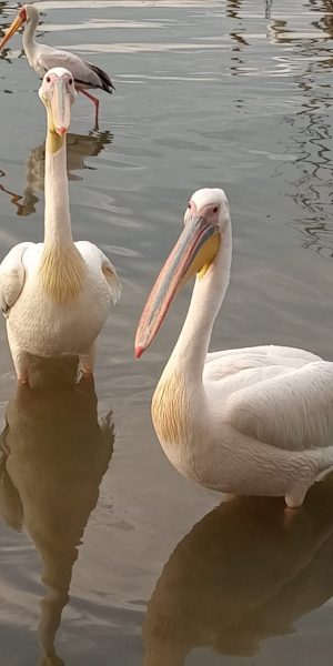 beautiful pelicans