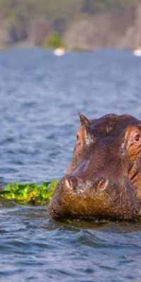 hippos_4