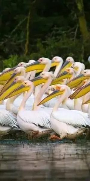 pelicans