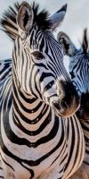 two zebras_2