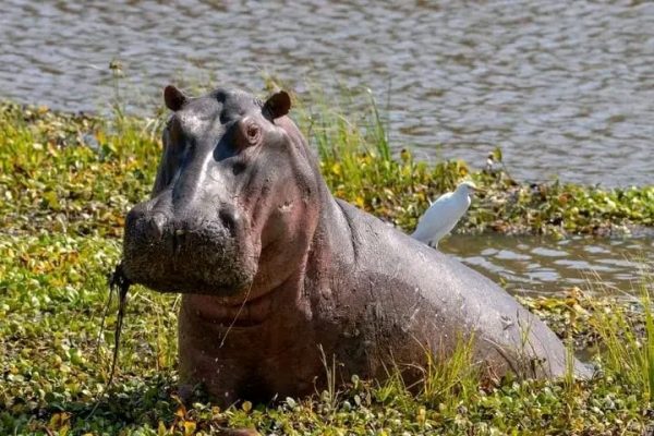 upclose hippo