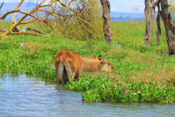 waterbuck feeding
